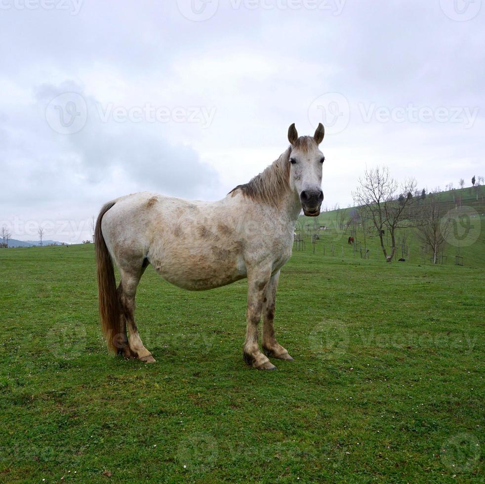 lindo retrato de cavalo branco foto