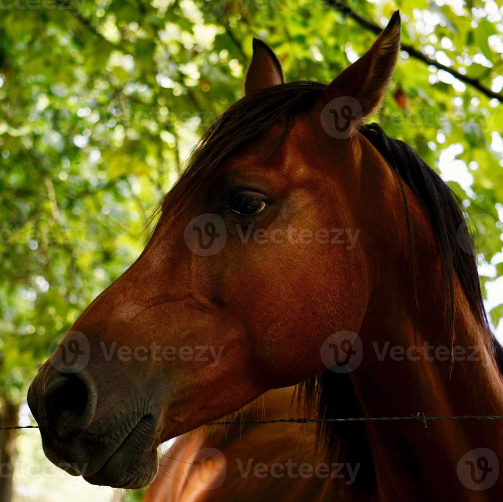 lindo retrato de cavalo marrom foto