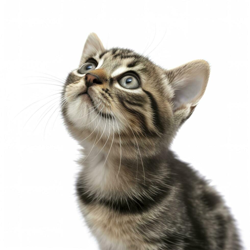 brincalhão engraçado gatinho olhando acima. isolado em branco fundo, gerar ai foto