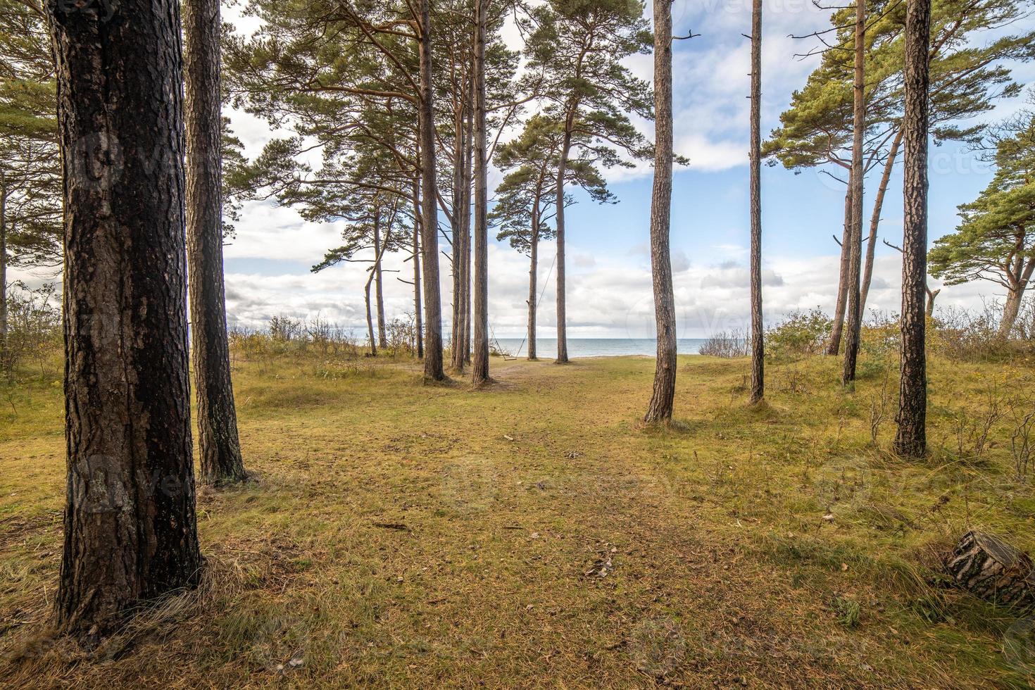 floresta de pinheiros à beira-mar do Báltico no parque regional à beira-mar da Lituânia na costa do mar Báltico foto