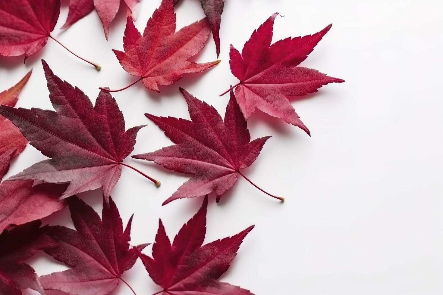 vermelho bordo folhas isolado em branco fundo, gerar ai foto