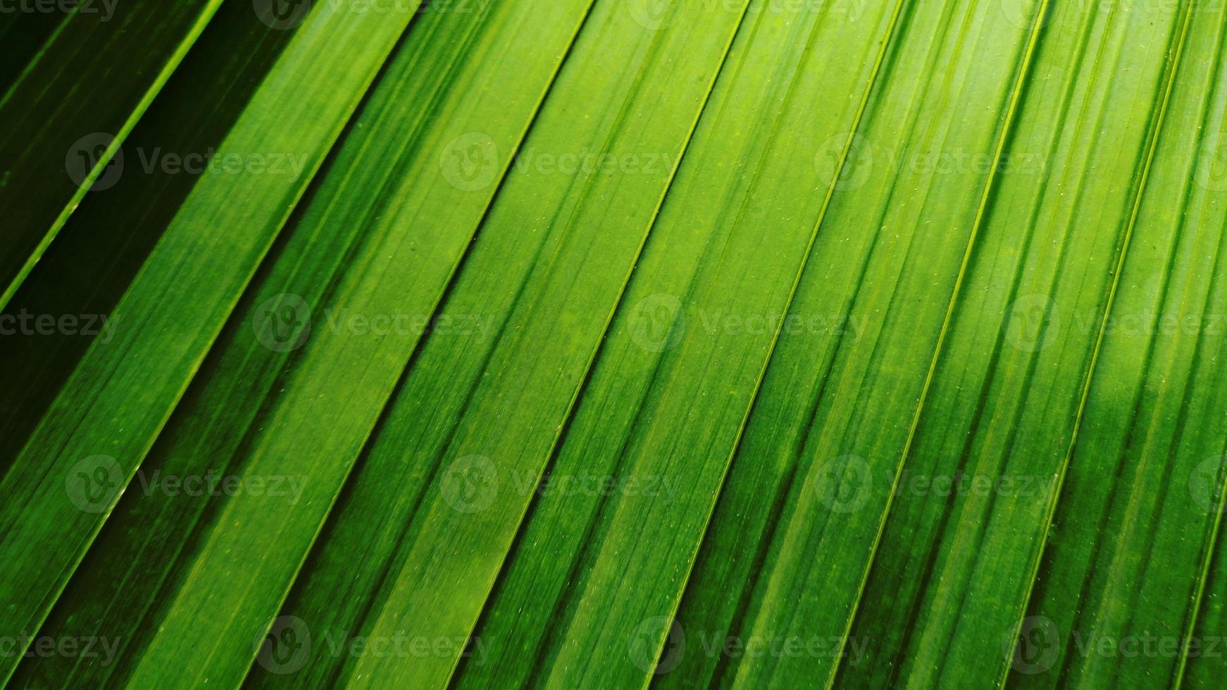 folha verde tropical foto