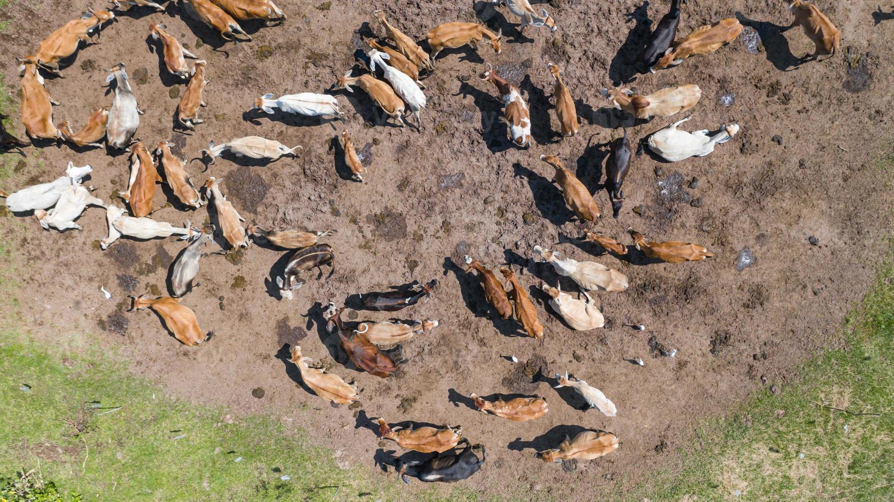 vista aérea de vacas durante o voo do drone sobre a pastagem no campo foto