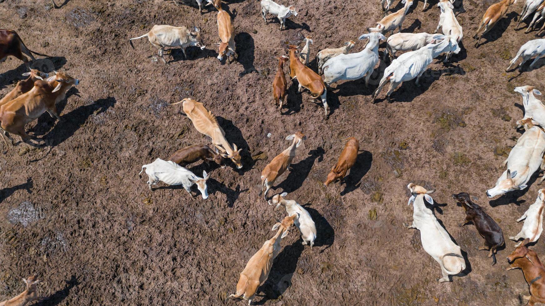 vista do vôo do drone sobre a pastagem no campo foto