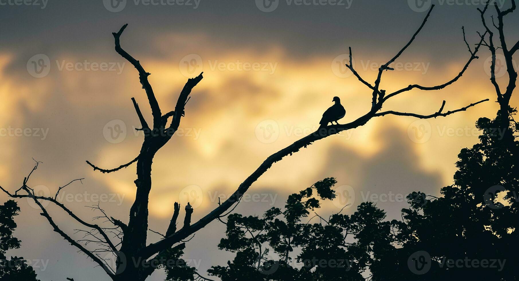 temperamental Sombrio foto do pomba sentado em uma ramo em pôr do sol. pássaro em a árvore às pôr do sol panorama.