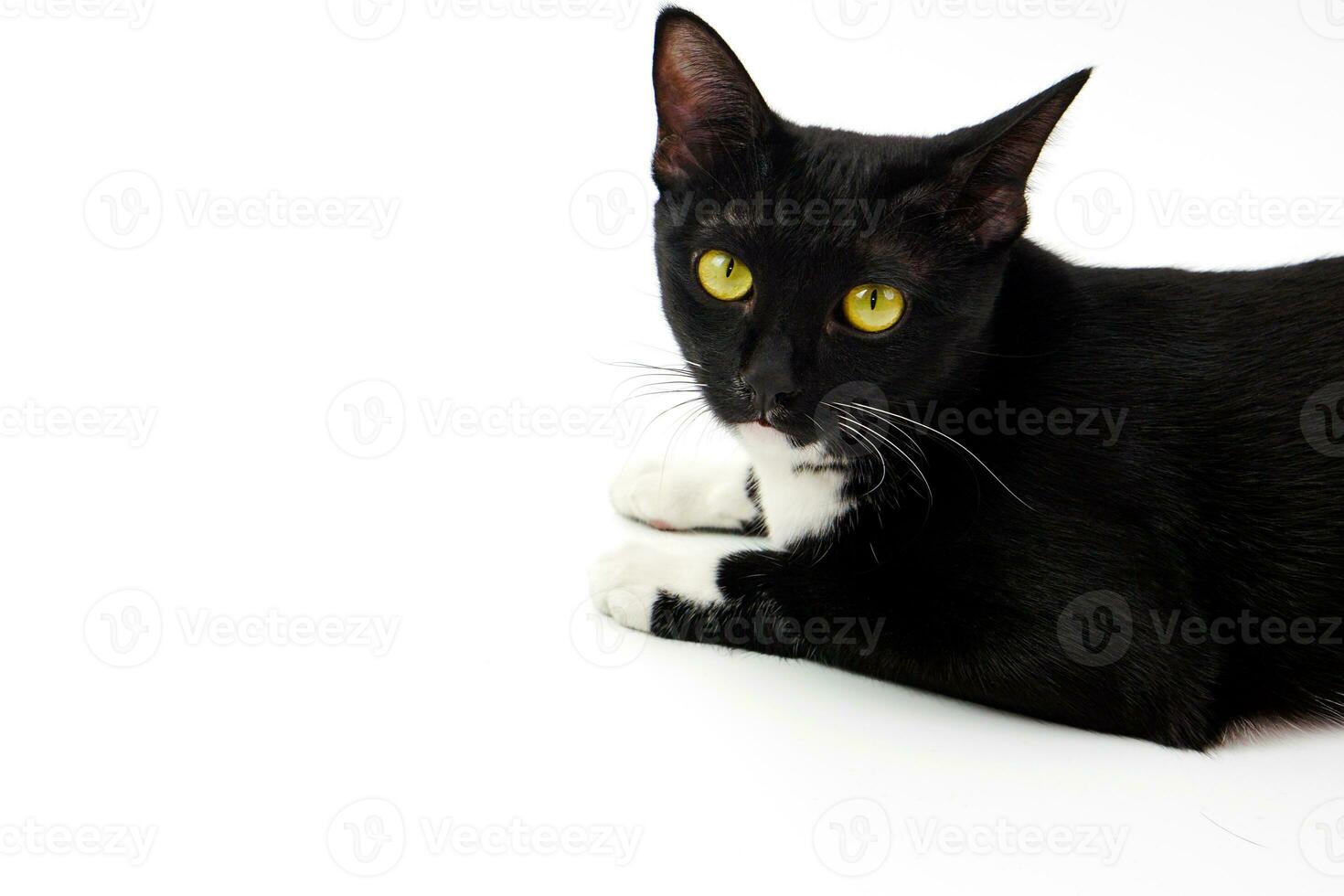 fofa Preto peludo gato com amarelo olhos deitado isolado em branco e olhando dentro Câmera. foto