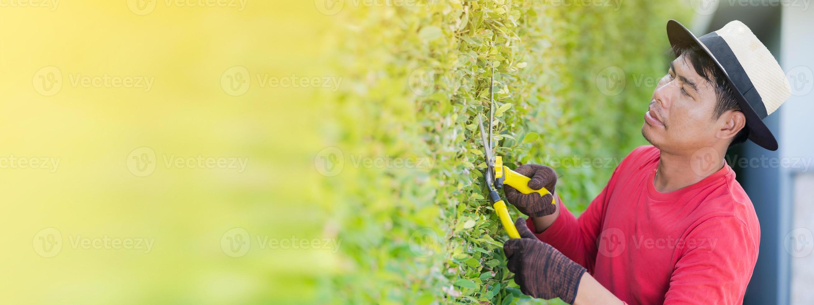 homem que trabalha no jardim está podando árvores ornamentais em casa pela manhã foto