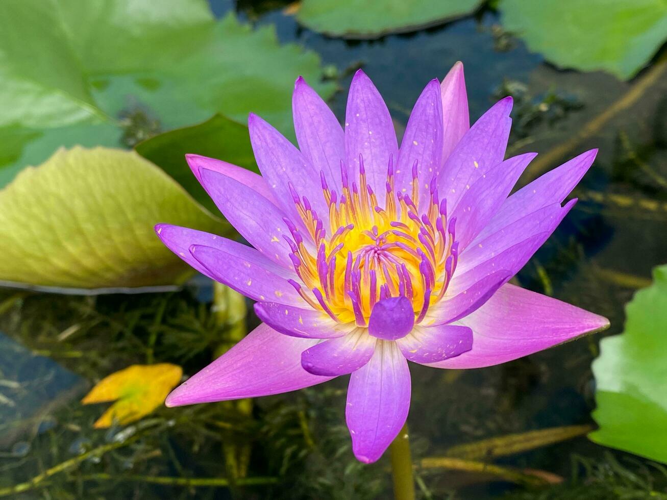 a roxa água lírio flor floresce dentro a lago, a roxa água lírio flor faz você sentir descansado, a roxa água lírio flor dá você a sentindo-me do ser dentro natureza. panorama fundo foto