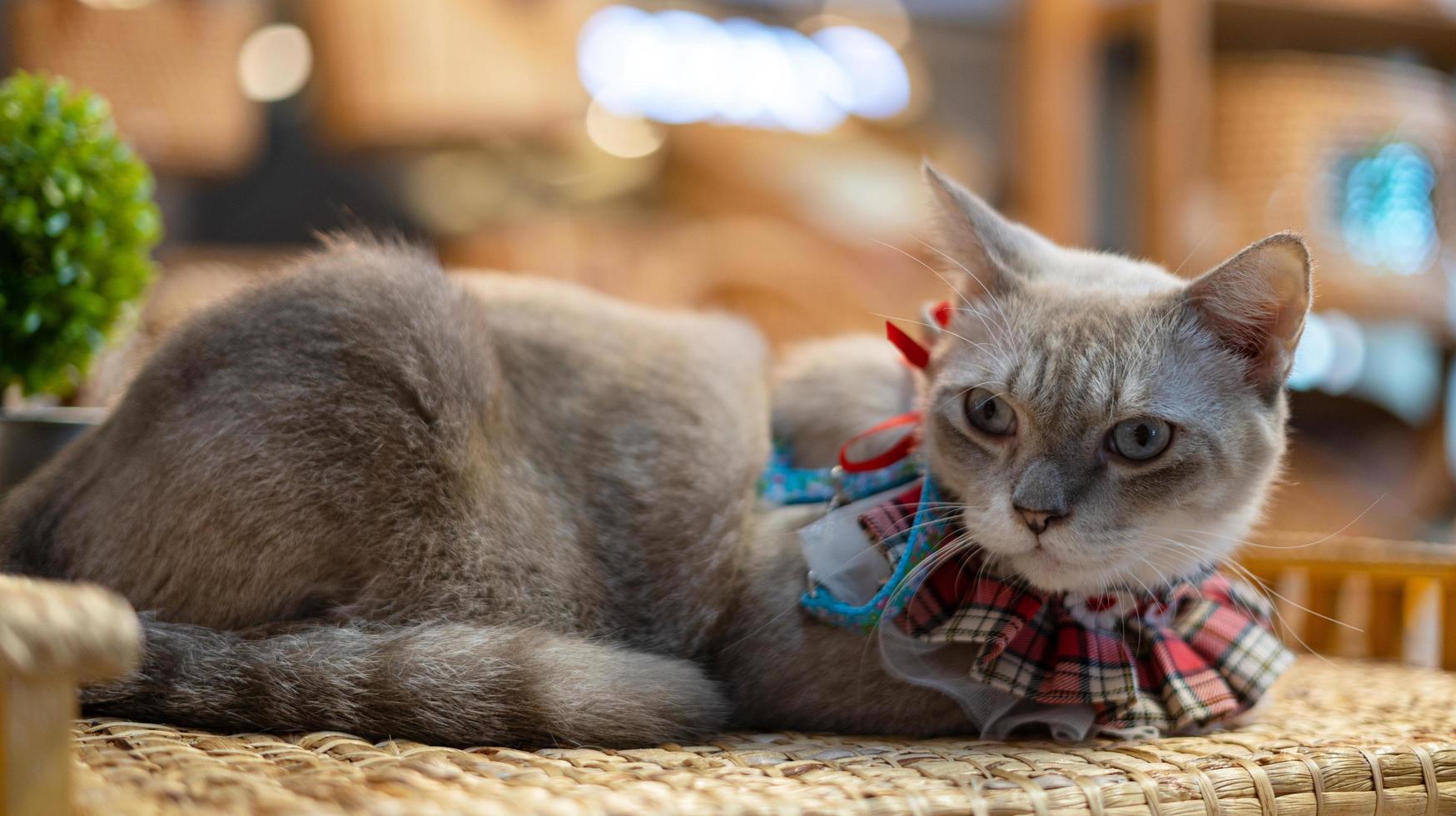 retrato de gato na mesa em casa foto