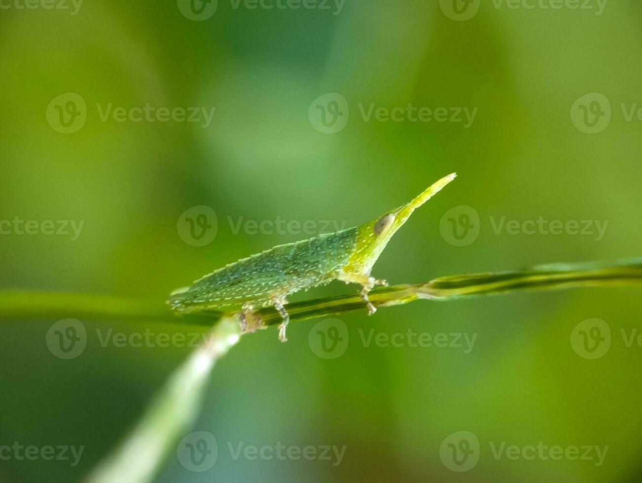 verde gafanhoto inseto, flora, fauna foto