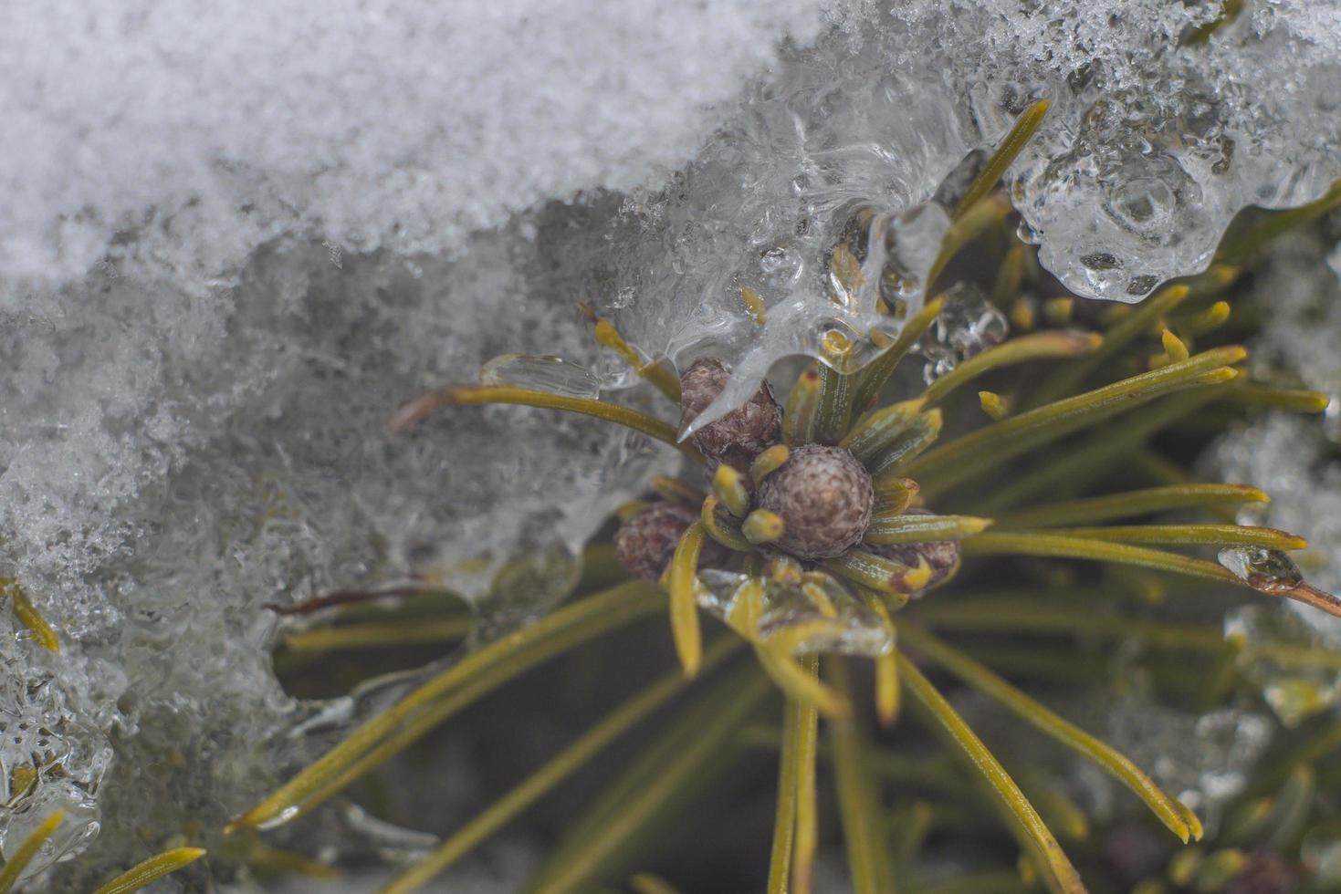 a neve derrete em agulhas de abeto foto