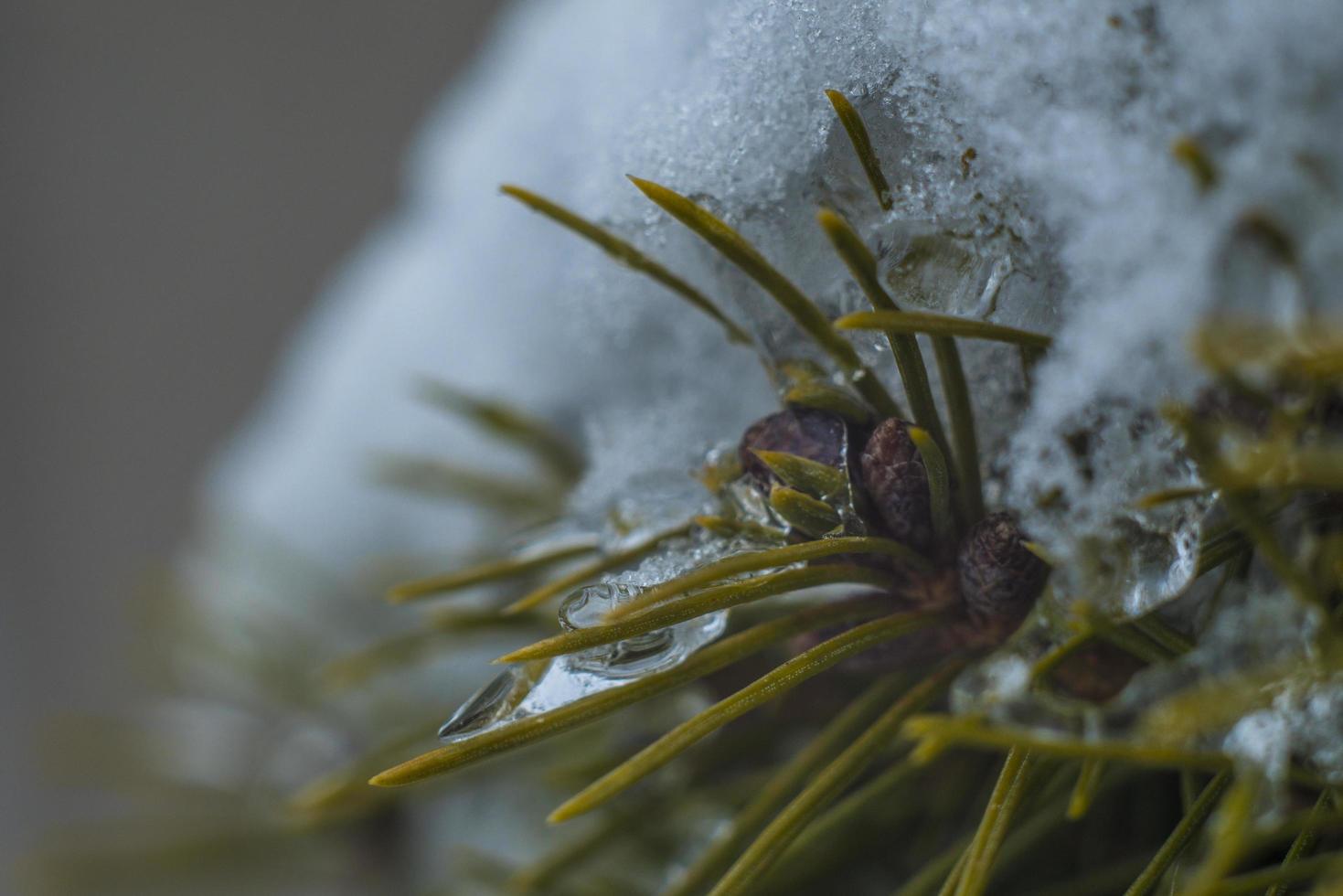 a neve derrete em agulhas de abeto foto