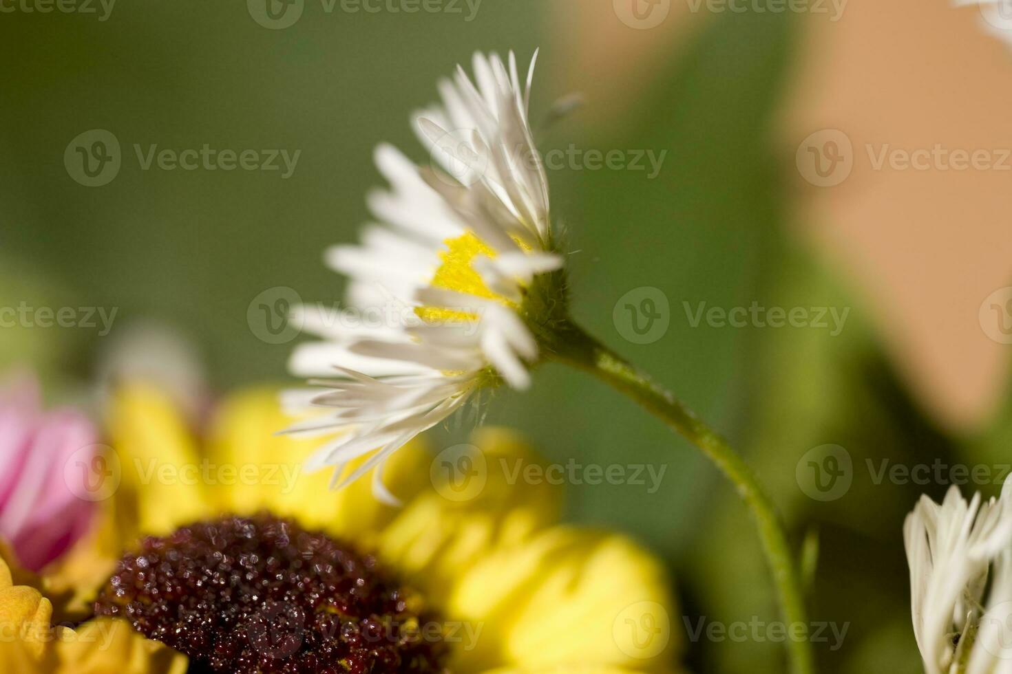 colorida delicado outono flores dentro uma ampla fechar-se dentro a caloroso brilho do sol foto