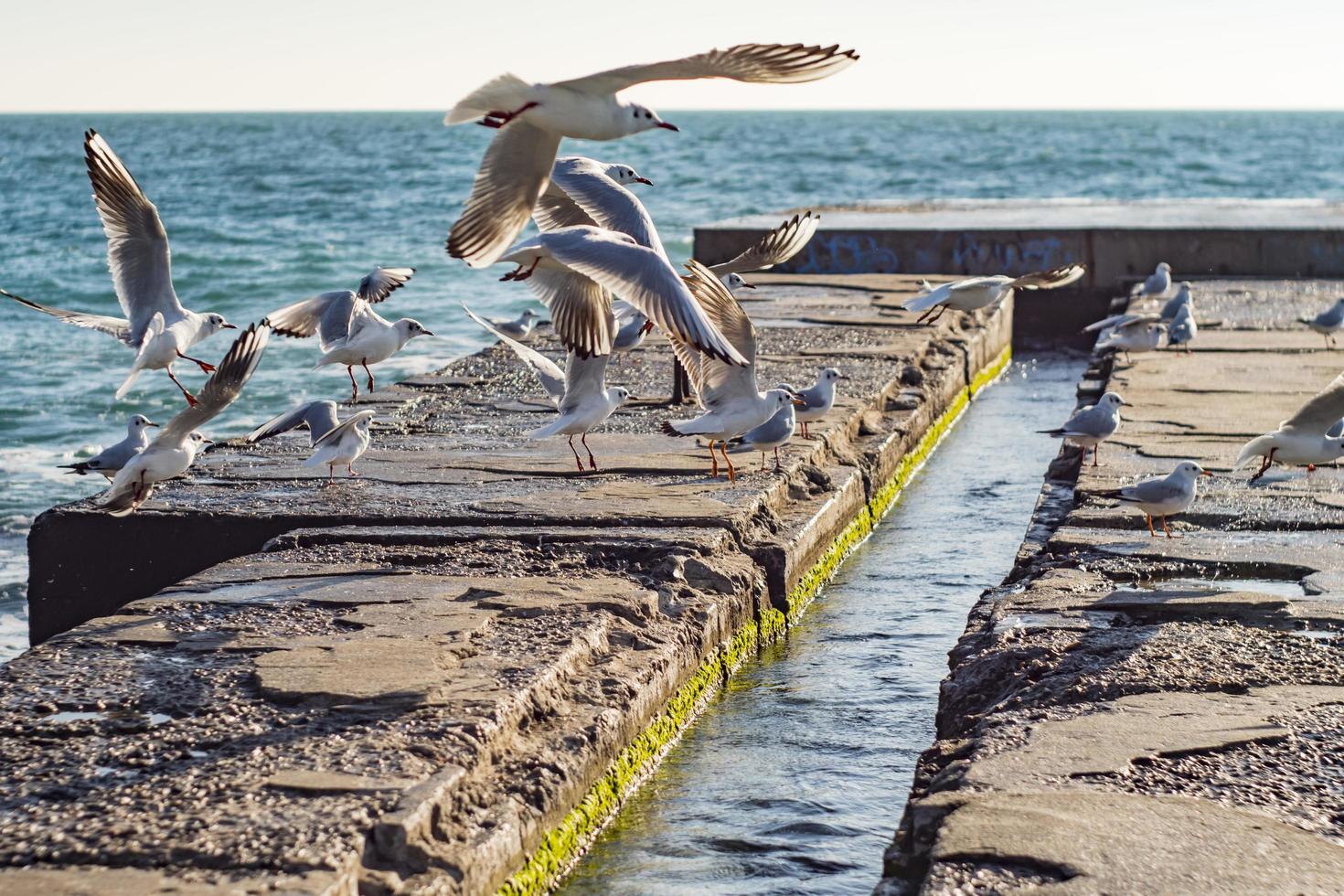 gaivotas voam sobre o cais no mar foto