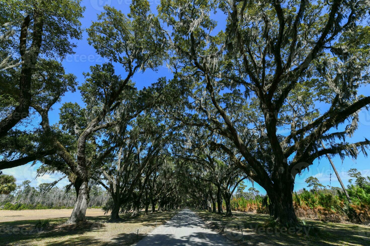 lombriga plantação - savana, geórgia foto