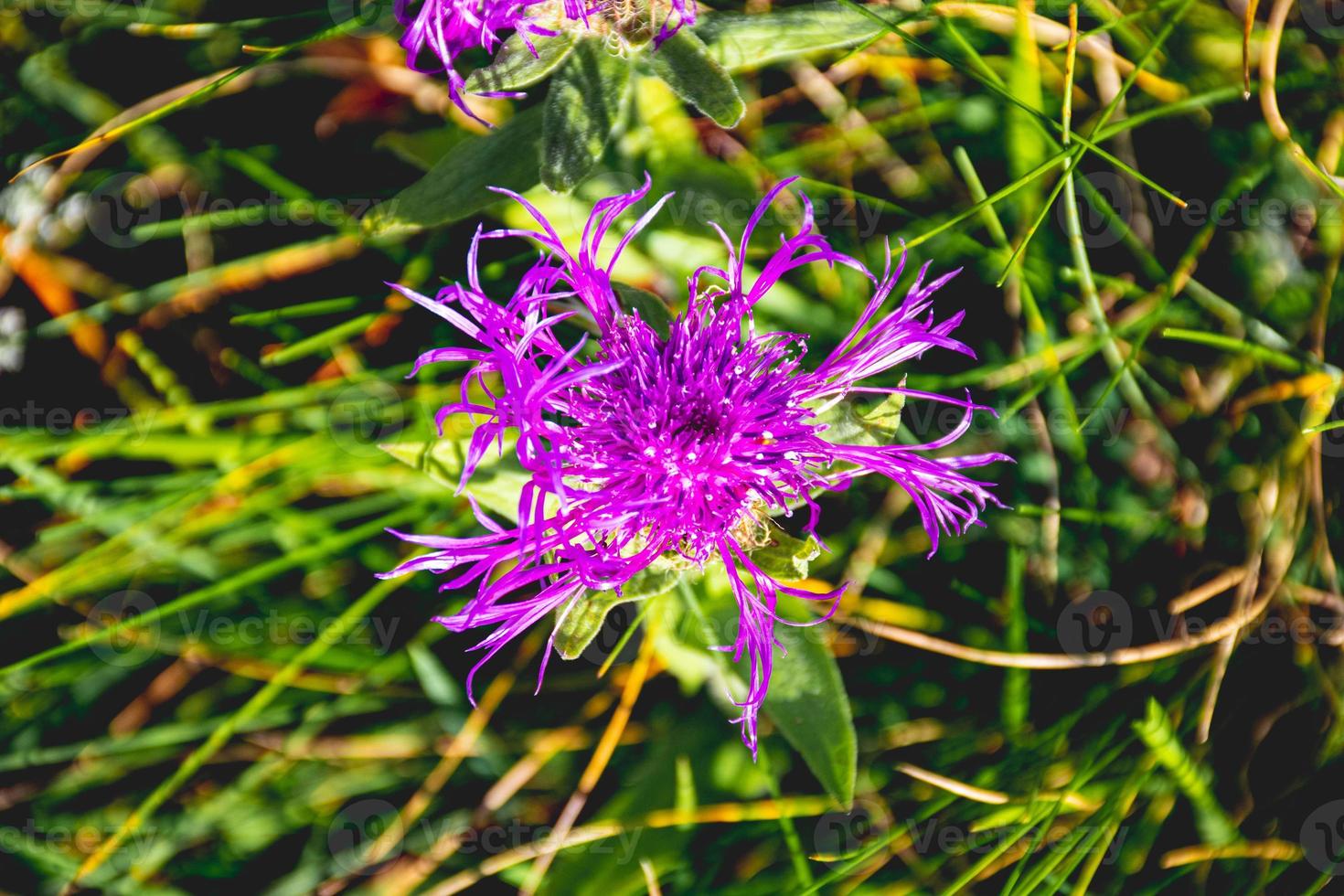 centáurea alpina roxa foto