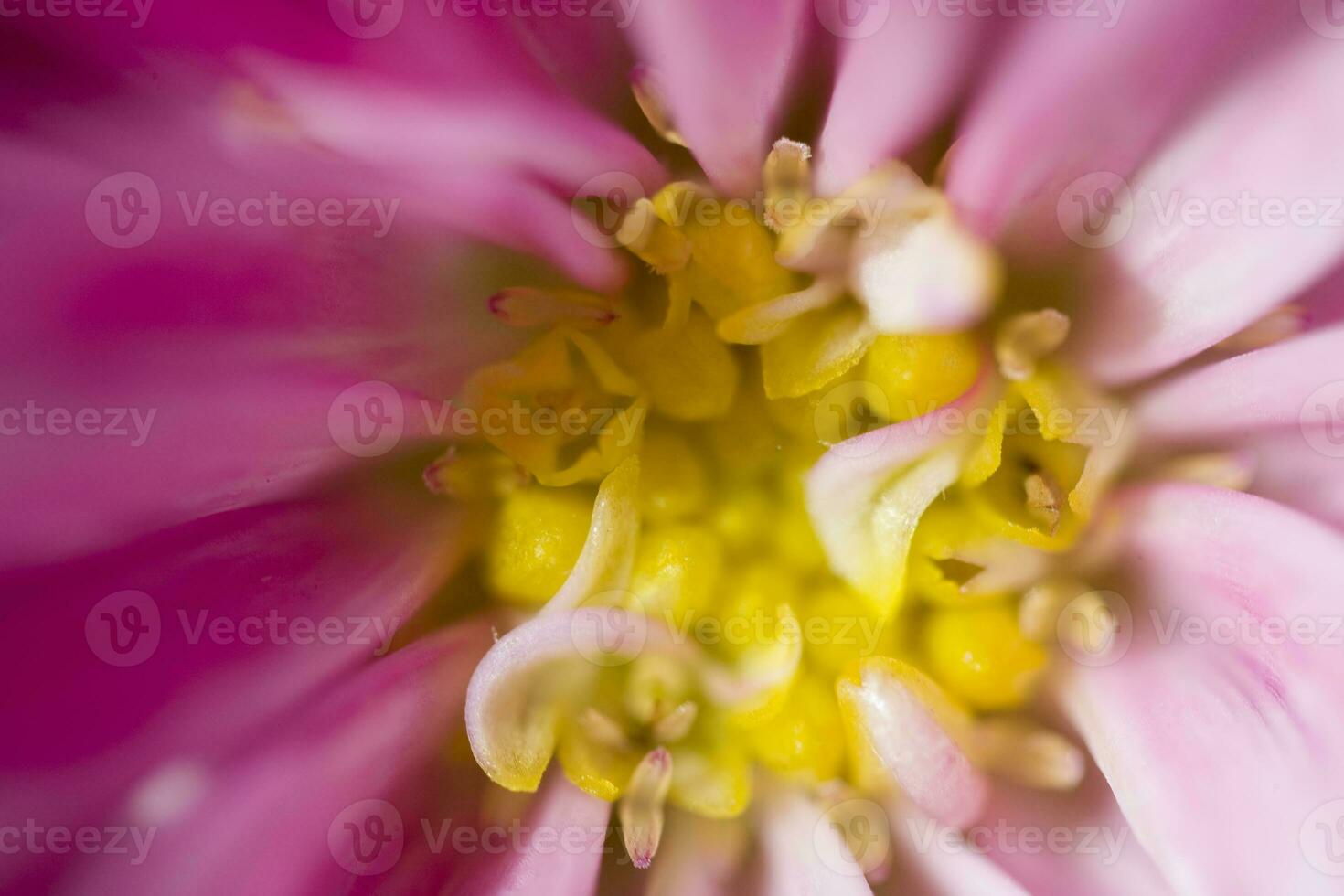 colorida delicado outono flores dentro uma ampla fechar-se dentro a caloroso brilho do sol foto