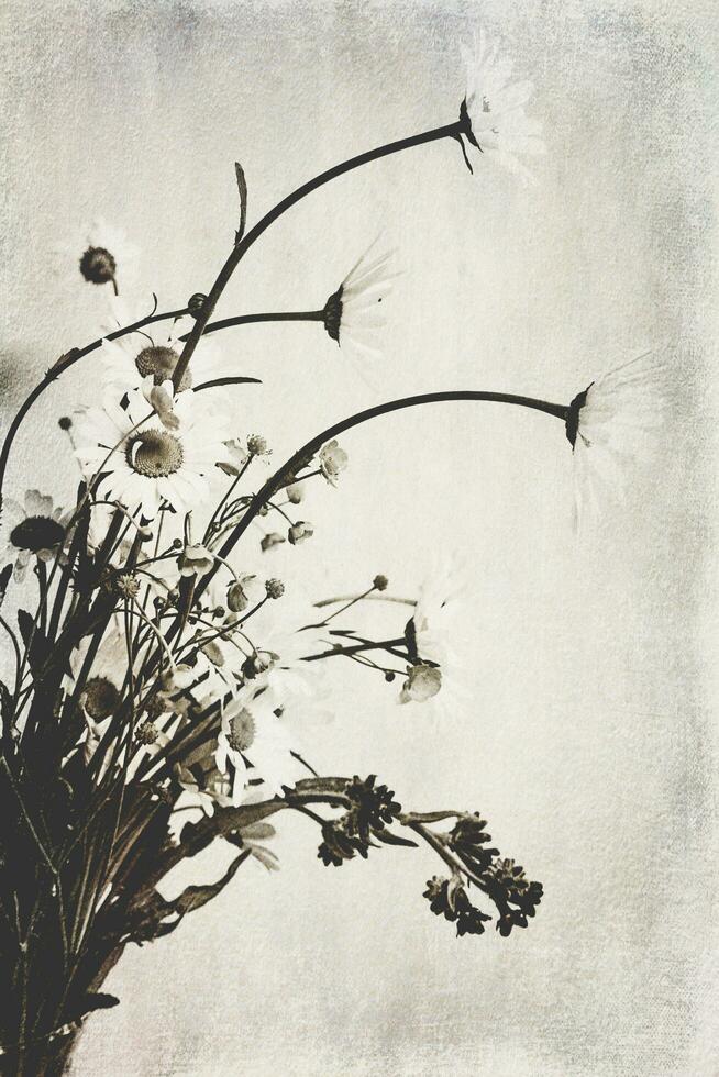 pequeno original delicado livre campo camomila flores em uma luz fundo foto