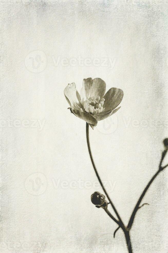pequeno original delicado livre campo flores em uma luz fundo foto