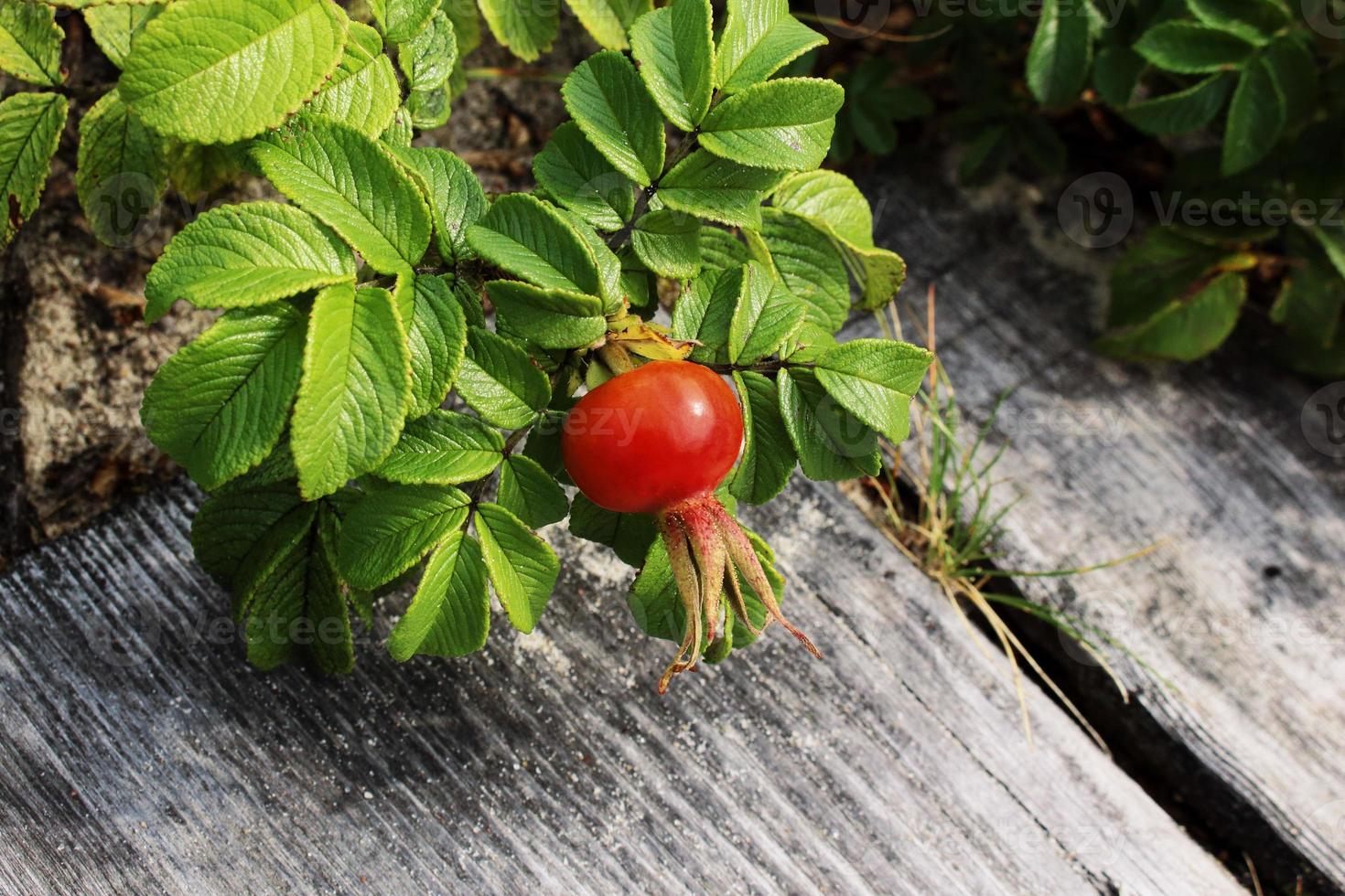 rosa selvagem em folhas verdes em um caminho de madeira de prancha cinza foto