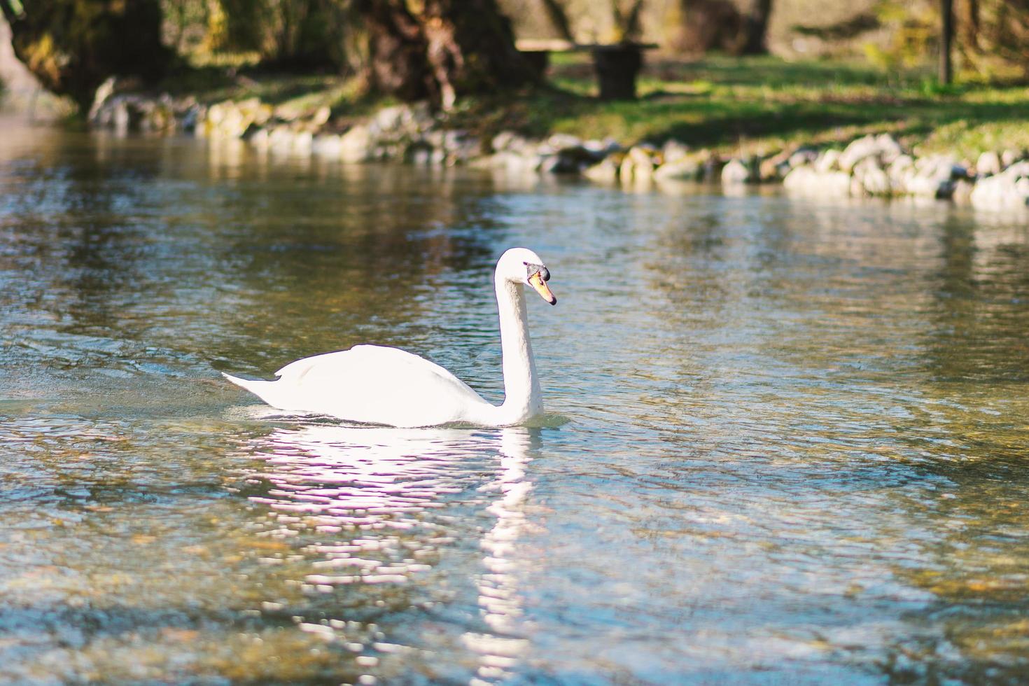 cisne branco nadando no lago no parque foto