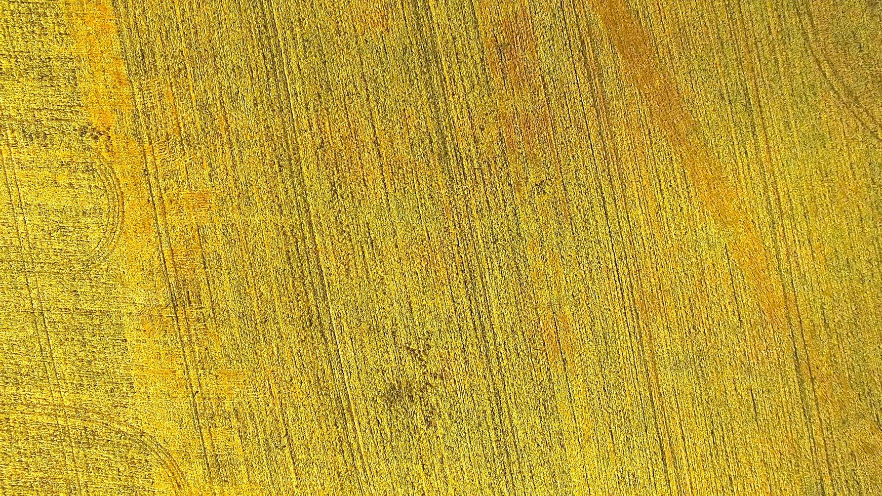 vista aérea do campo de cultivo de trigo amarelo foto