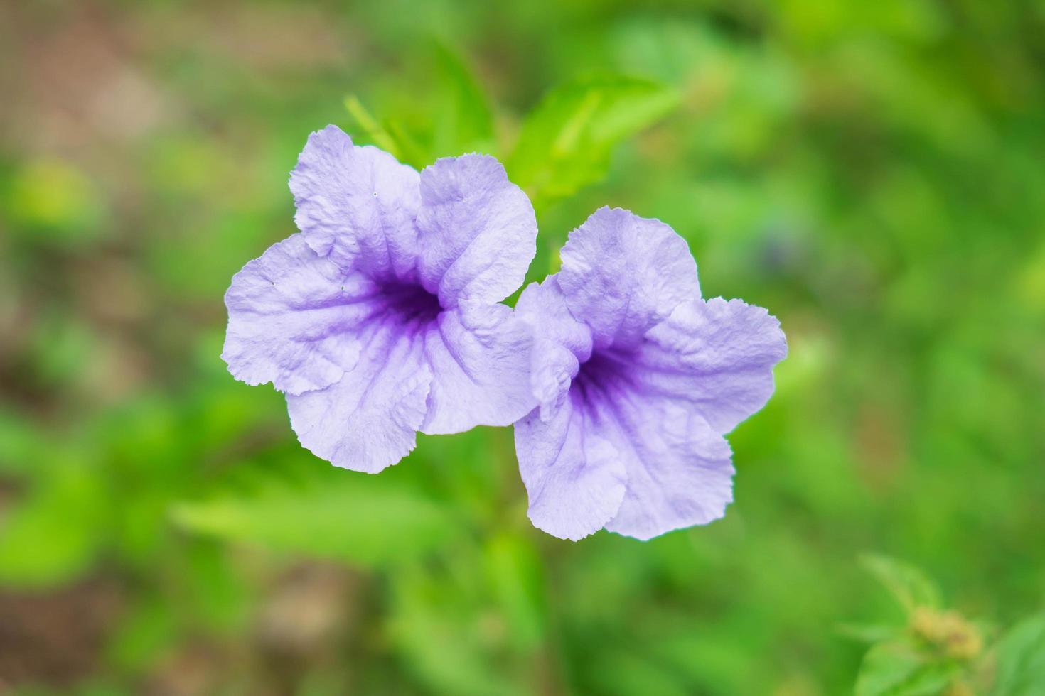 flores ruellia tuberosa foto