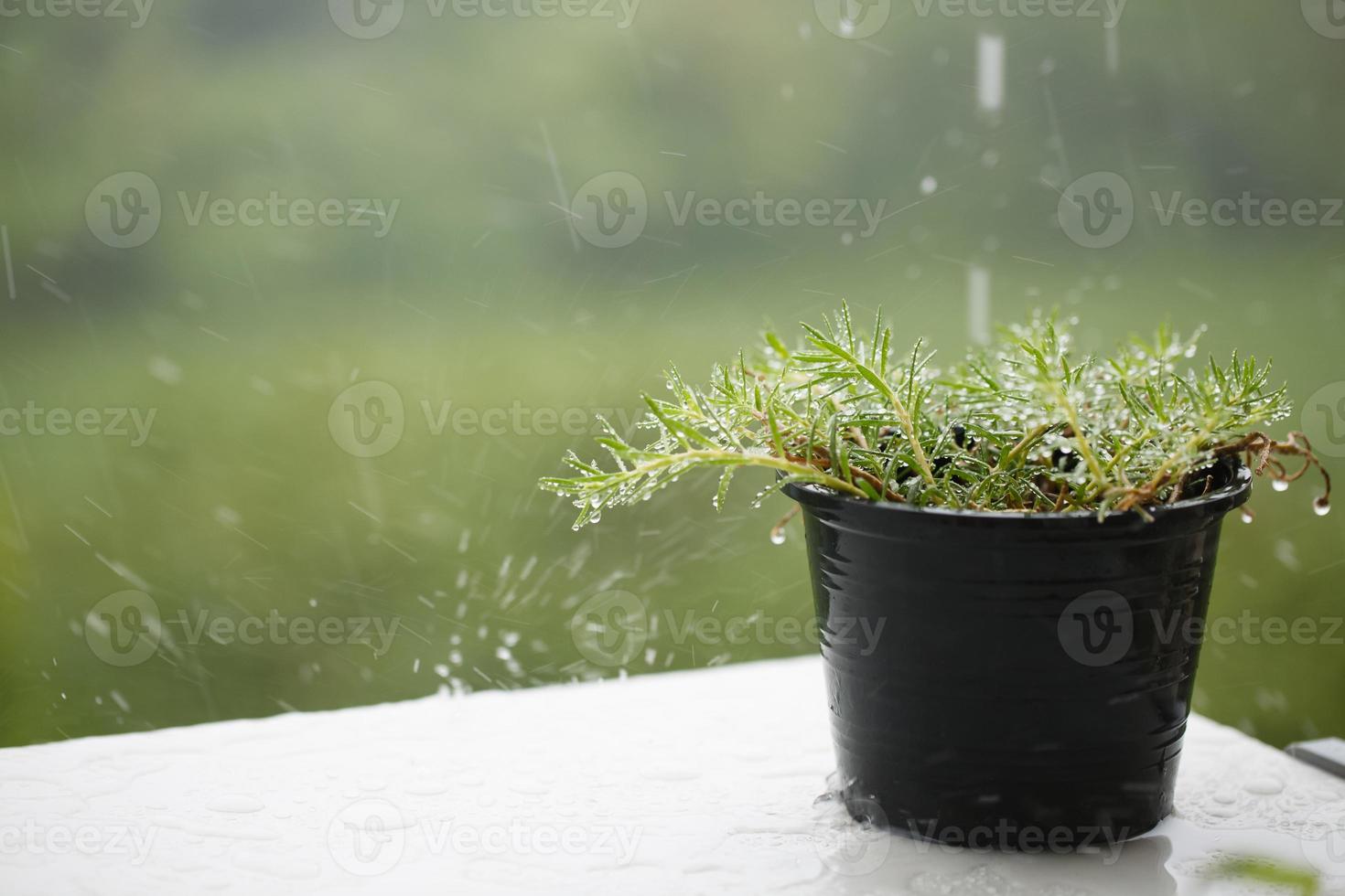 vaso de flores está chovendo na varanda foto