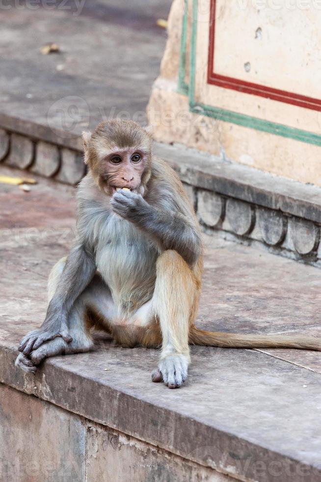 macaco rhesus no templo hanuman em jaipur, rajasthan, índia foto