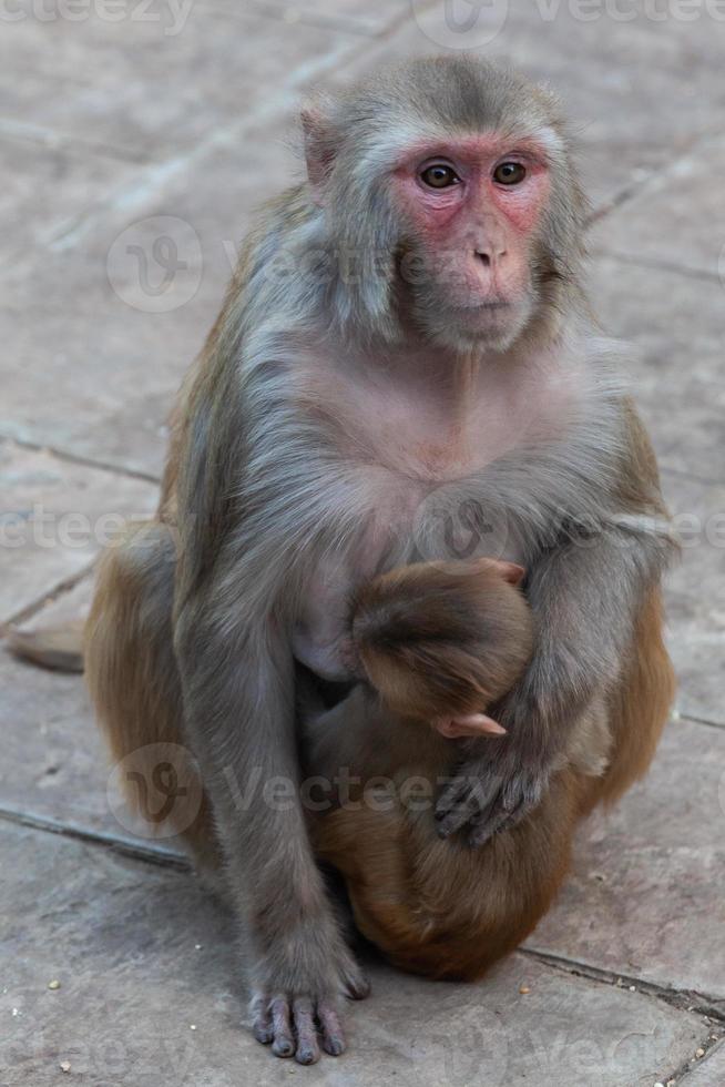 macaco rhesus no templo hanuman em jaipur, rajasthan, índia foto