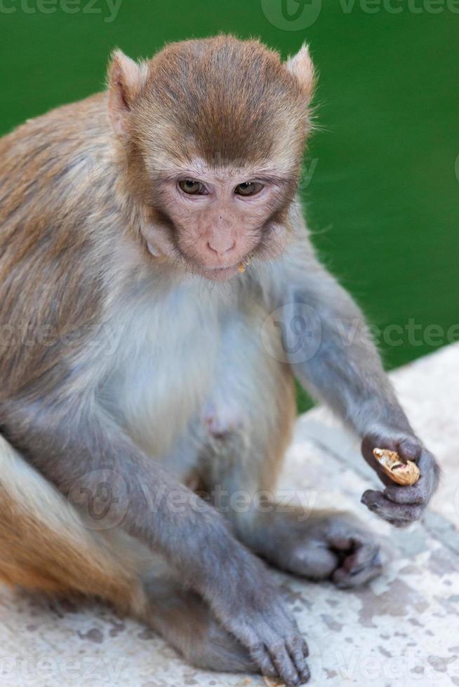 macaco rhesus no templo hanuman em jaipur, rajasthan, índia foto