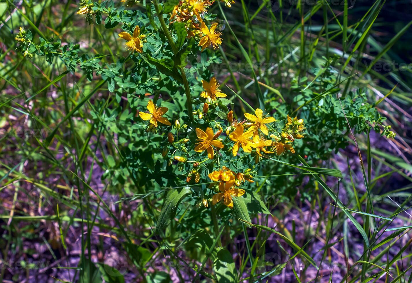 fechar-se do uma floração medicinal erva st. John's mosto. latim nome hypericum perforatum eu. foto