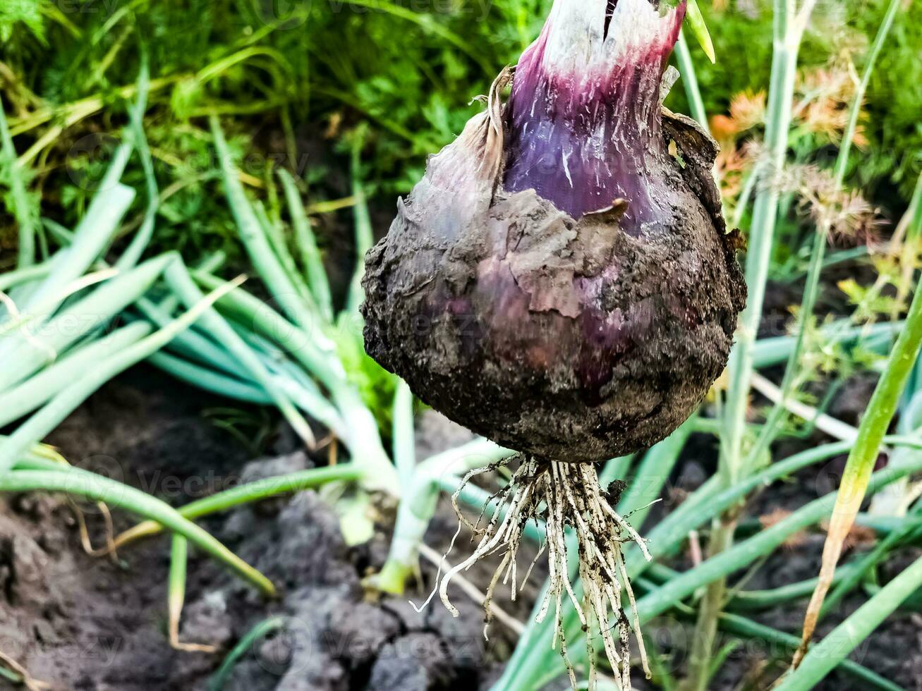 cebola plantação dentro a jardim. verde cebolas crescer dentro a jardim. holandês azul cebola cresce dentro a chão. foto