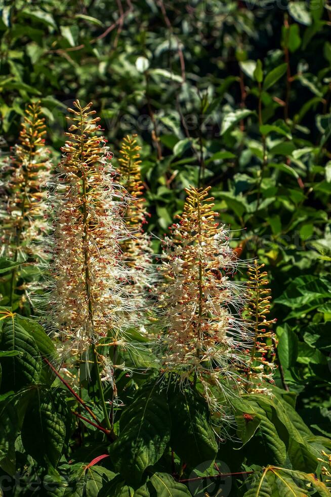 flores a partir de aralia continental, ou nardo, é uma gênero do a família araliaceae foto