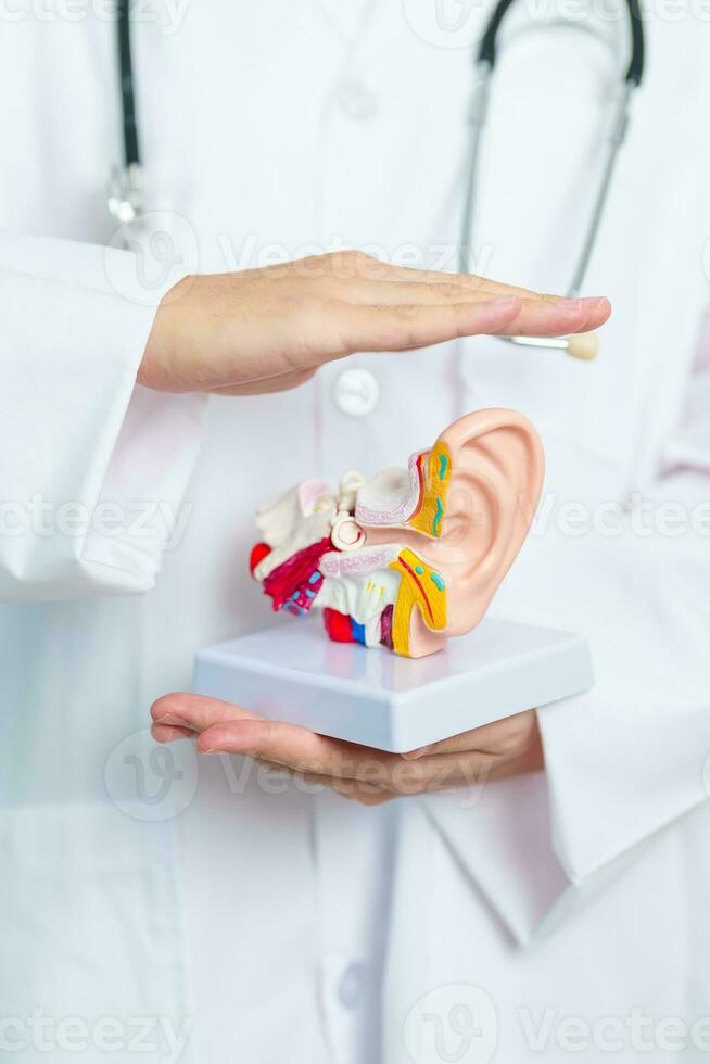 médico segurando humano orelha anatomia modelo. orelha doença, atresia, otite meios de comunicação, interpretado tímpano, meniere síndrome, otorrinolaringologista, envelhecimento audição perda, Schwannoma e saúde foto