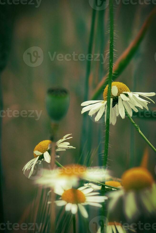 branco camomiles crescendo dentro uma verde selvagem Prado em uma verão dia dentro fechar-se foto