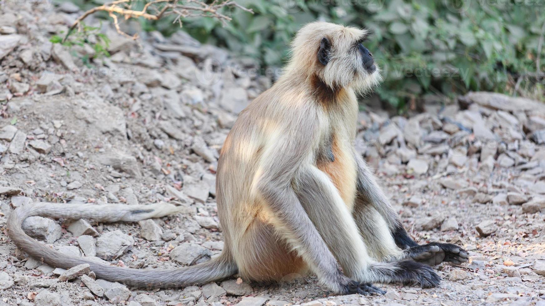 planícies do norte de langur cinza em ranakpur, rajasthan, índia foto