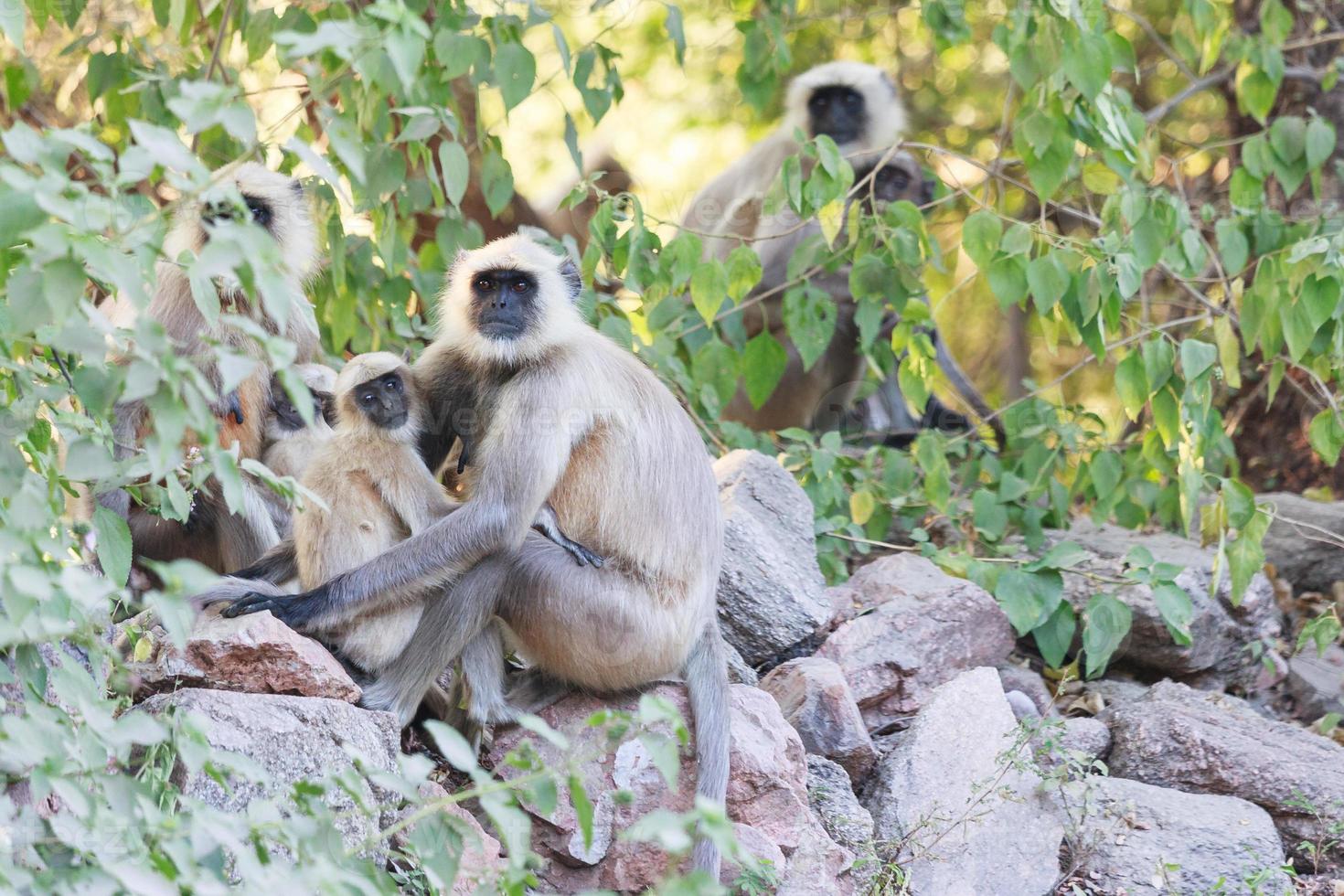 langurs cinzentos das planícies do norte em ranakpur, rajasthan, índia foto