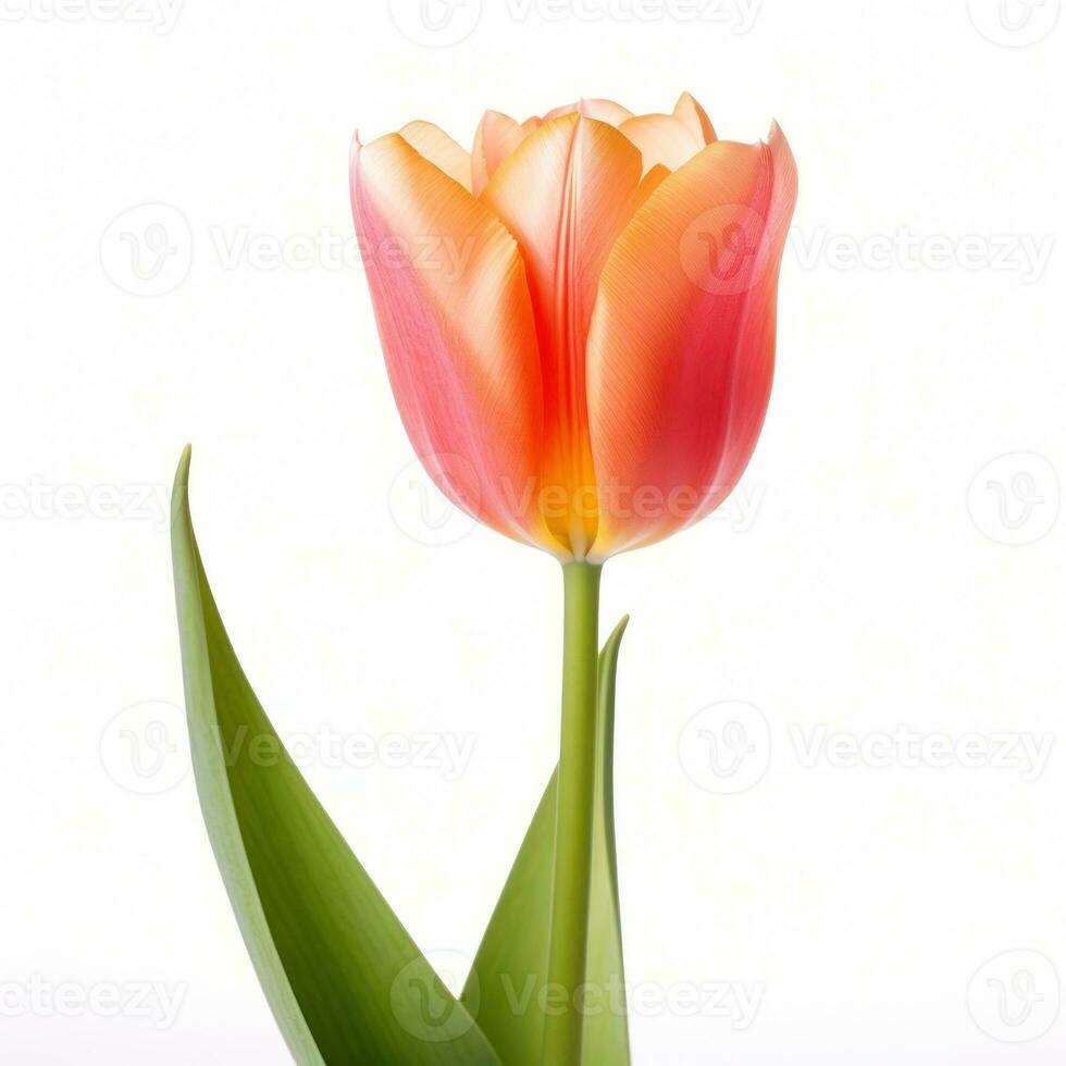 tulipa flor isolado. ilustração ai generativo foto