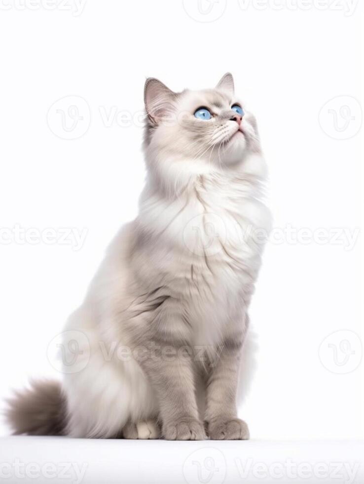 boneca de pano gato com azul olhos em uma branco fundo. generativo ai foto