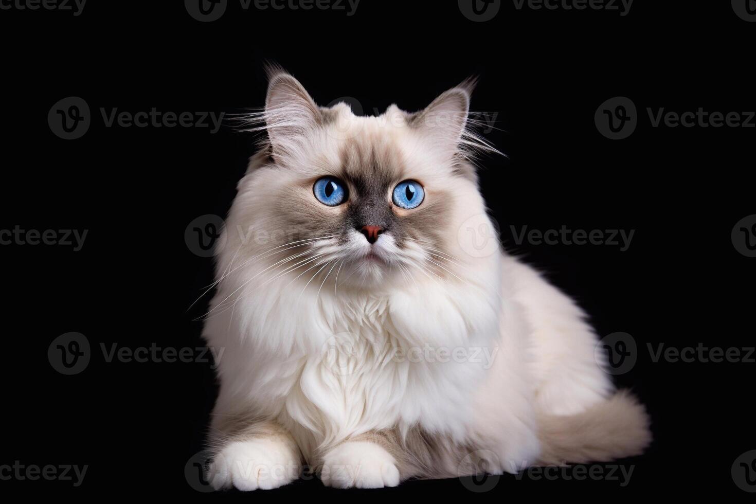 retrato do uma lindo boneca de pano gato com azul olhos em uma Preto fundo. generativo ai foto