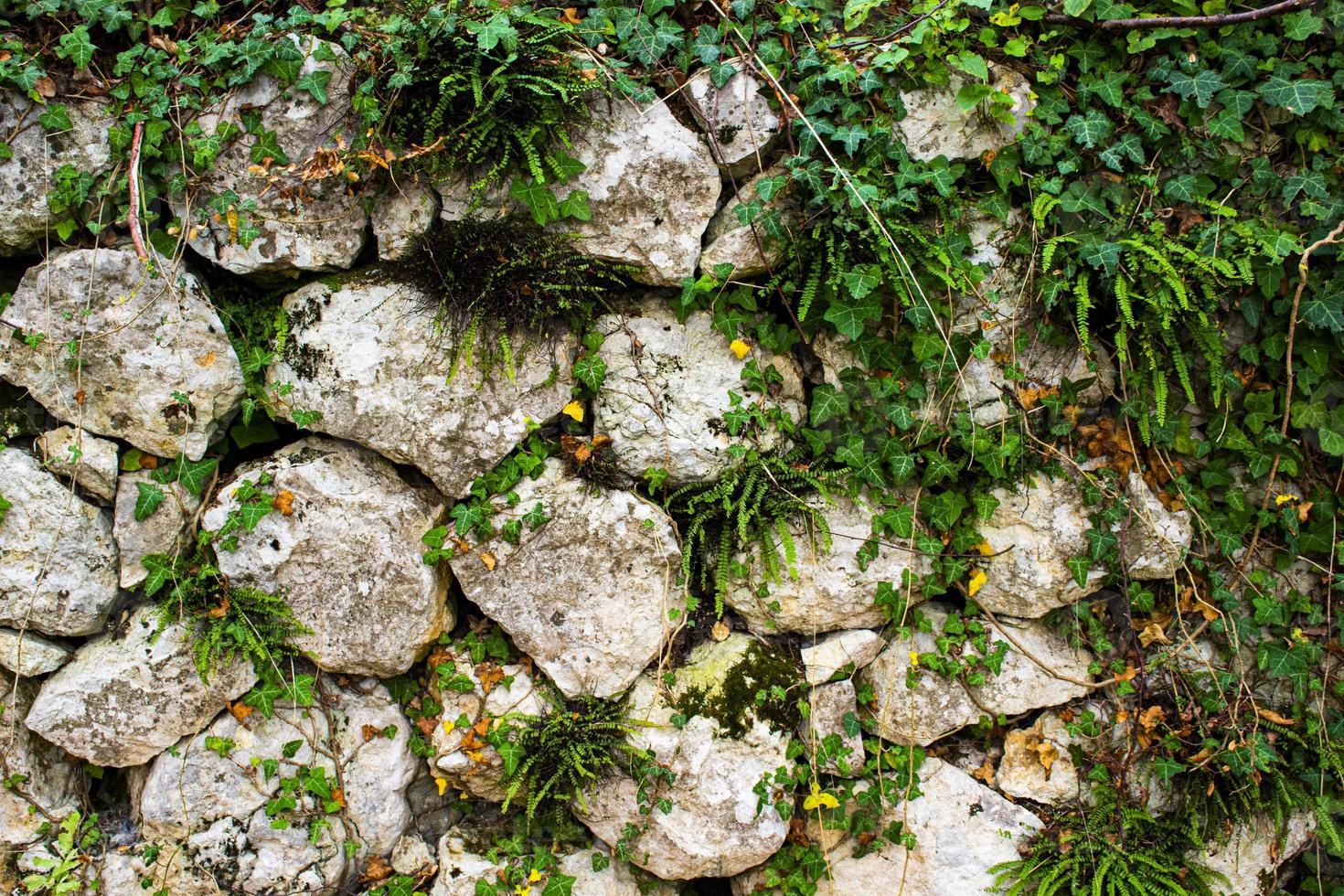 parede de ivy e pedras foto