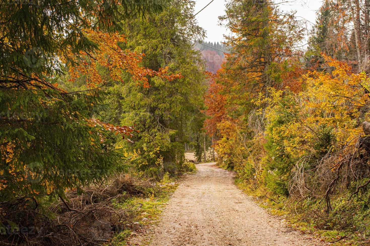 caminho na floresta de outono foto