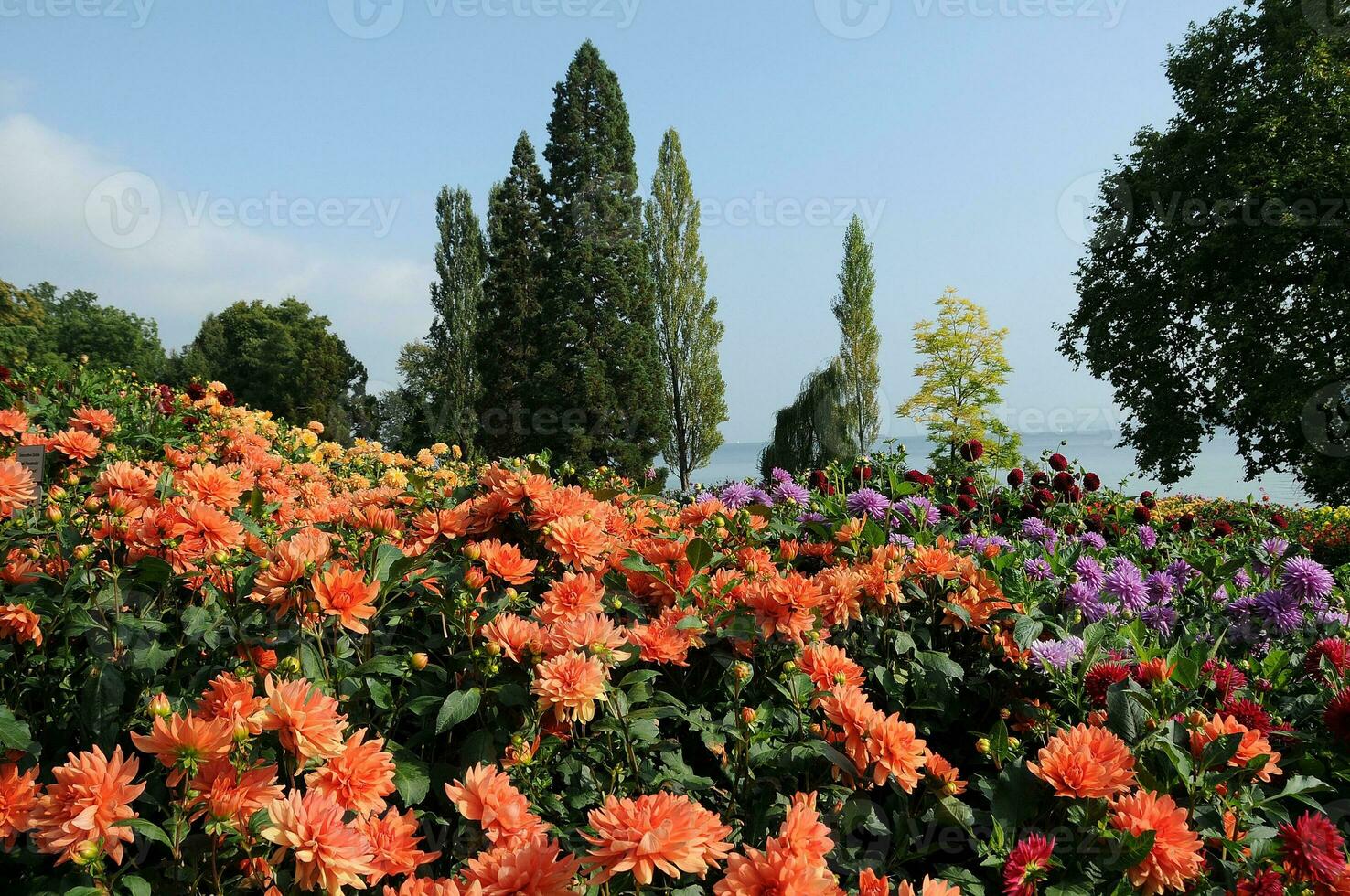 flores às lago constância foto