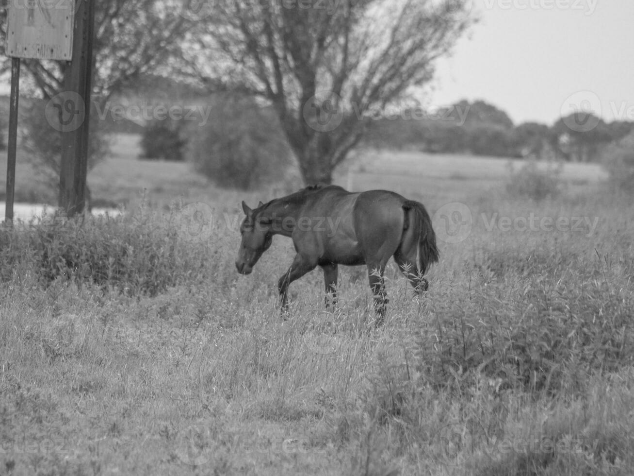 cavalos perto uma rio foto