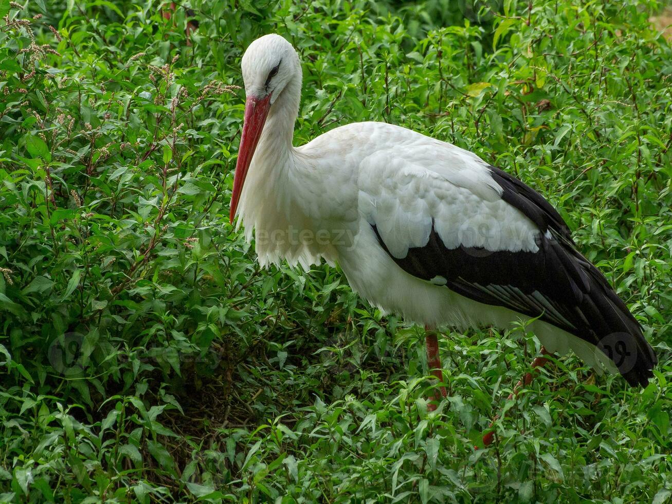 cegonhas na alemanha foto