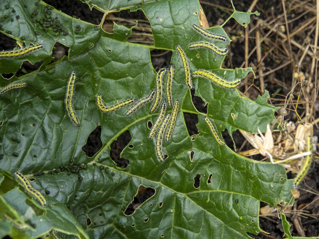 lagartas da grande borboleta branca de repolho em uma folha de repolho foto