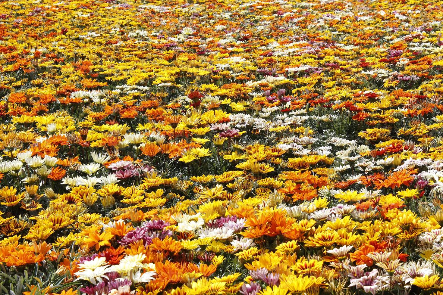 padrão de flor multicolor foto