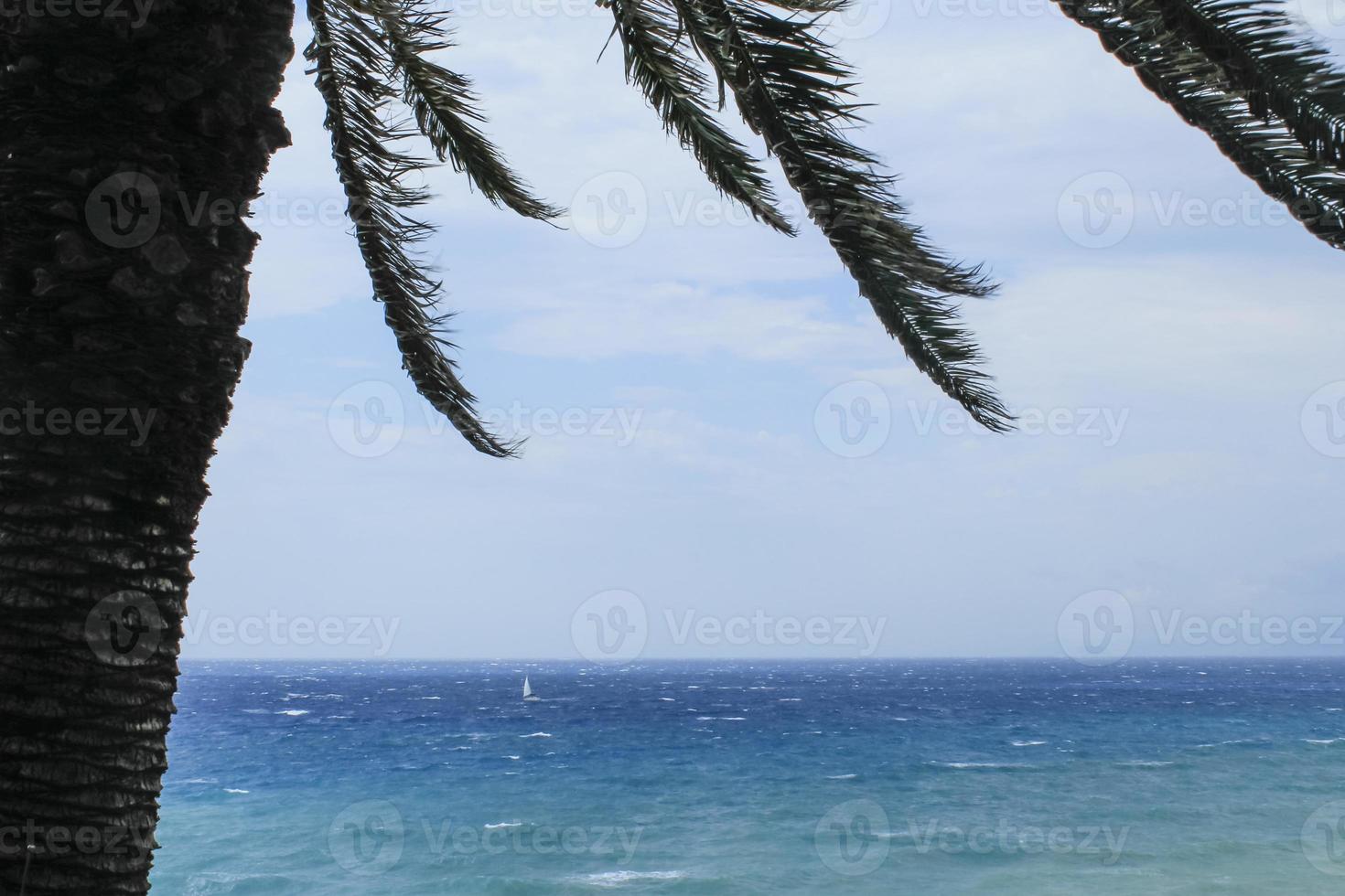 dia de verão e palmeira foto