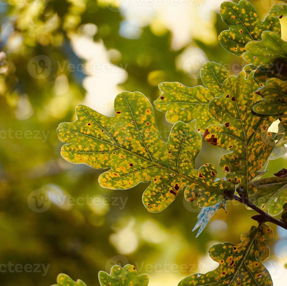 folhas verdes da árvore na primavera foto